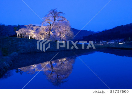 満開の夜桜をご覧ください。ライトアップされています。手前の水面に逆さ絵が映っています。幻想的です。 82737600