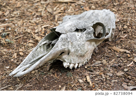 Weathered skull of a dead horse in the forest. An old horse skull lies on the ground. Bone skull with teeth 82738094