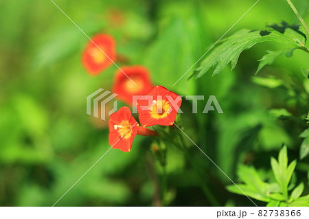 マルバルコウの花 マルバルコウの花 82738366
