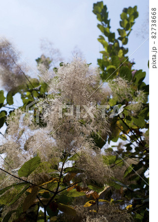 スモークツリーが花穂をつけています。学名はCotinus coggygriaです。 82738668