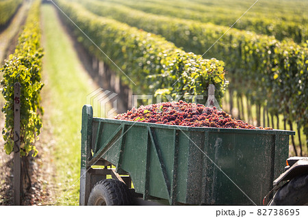 Grapes are picked up at vineyard and transported by a tractor to winery for further processing into a wine Grapes are picked up at vineyard and transported by a tractor to winery for further processing into a wine 82738695