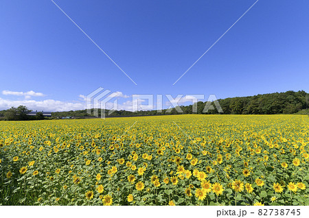 青空と一面のヒマワリ畑 82738745