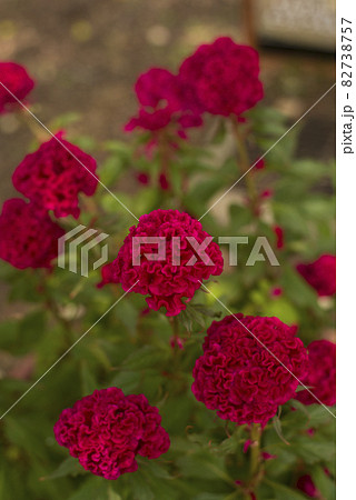 ケイトウの赤い花が咲いています。学名はCelosia argenteaです。 82738757