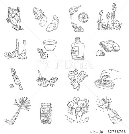 ショウガのペン画カットイラスト 82738768