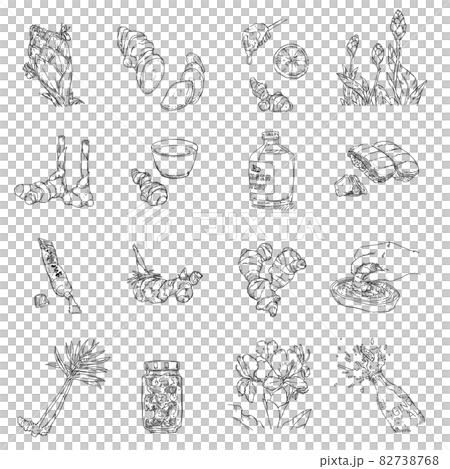 ショウガのペン画カットイラスト 82738768