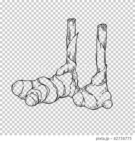 New ginger pen drawing cut illustration New ginger pen drawing cut illustration 82738775