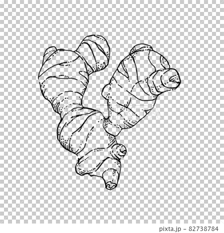 Ginger pen drawing cut illustration 82738784