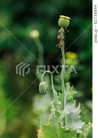 Blooming poppy flowers with a closed bud in the garden. 82738844
