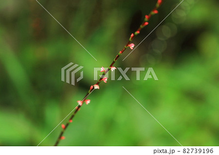ミズヒキの小さな花 82739196