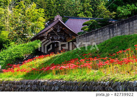 山形県寒河江市 国史跡・本山慈恩寺 最上院に咲くヒガンバナ 山形県寒河江市 国史跡・本山慈恩寺 最上院に咲くヒガンバナ 82739922