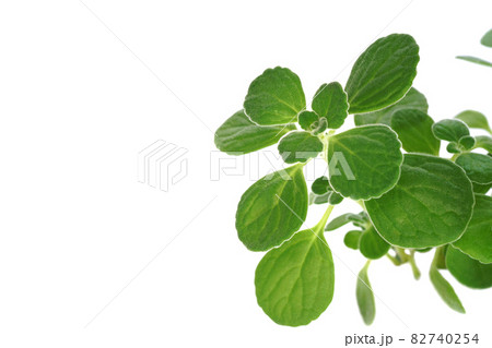 香りのよい多肉質のハーブ アロマティカス 香りのよい多肉質のハーブ アロマティカス 82740254