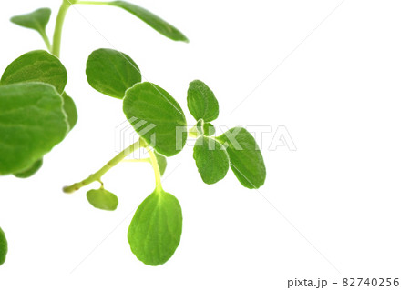 香りのよい多肉質のハーブ アロマティカスの写真素材