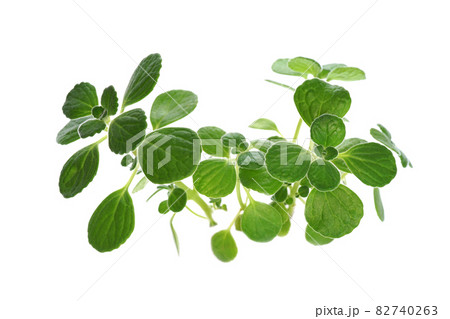 香りのよい多肉質のハーブ アロマティカスの写真素材