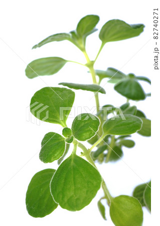 香りのよい多肉質のハーブ アロマティカス 香りのよい多肉質のハーブ アロマティカス 82740271