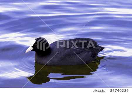 Eurasian Coot swimming in Bedfont Lakes Country Park, London, United Kingdom Eurasian Coot swimming in Bedfont Lakes Country Park, London, United Kingdom 82740285
