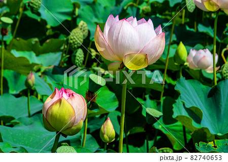 山形県寒河江市 国史跡本山慈恩寺の古代ハス 山形県寒河江市 国史跡本山慈恩寺の古代ハス 82740653