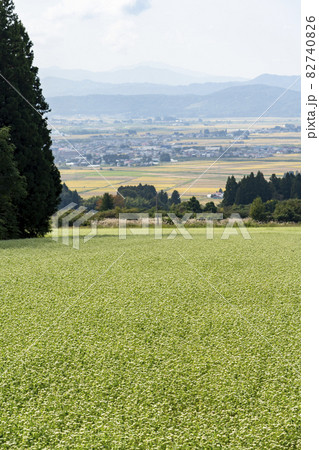 可憐に咲く「そば」の花と会津盆地　福島県喜多方市 82740826