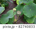 ハスの葉と花托 82740833
