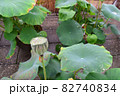 ハスの葉と花托 82740834