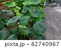 ハスの葉と花托 82740967
