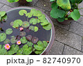 スイレンの花 82740970