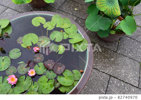 スイレンの花 スイレンの花 82740970