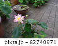 ハスの花 82740971