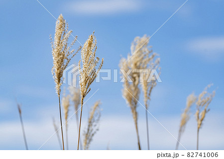 風になびくススキ　福島県喜多方市 82741006