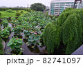 ハスの花 82741097
