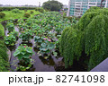 ハスの花 82741098