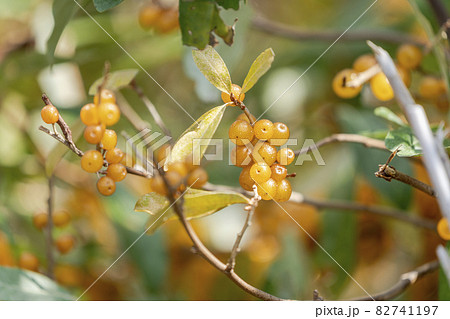 実がなったアキグミの木 福島県喜多方市 実がなったアキグミの木 福島県喜多方市 82741197