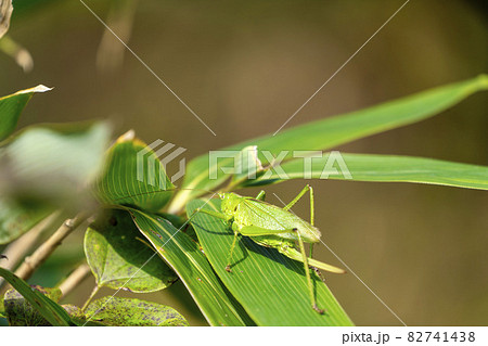 笹の葉にとまるウマオイムシ 82741438