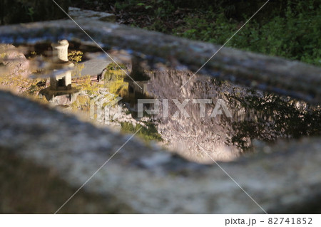 滋賀県彦根市にある井伊神社の手水舎に映り込む枝垂れ桜と神社の石灯籠 82741852