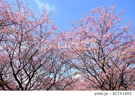青空と河津桜　【相模原市大島　2月】 82741983