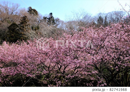 雑木林と河津桜　【相模原市大島　2月】 82741988