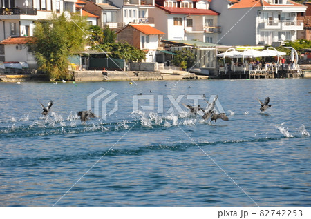 マケドニア　オフリド湖を飛び立つ水鳥 82742253