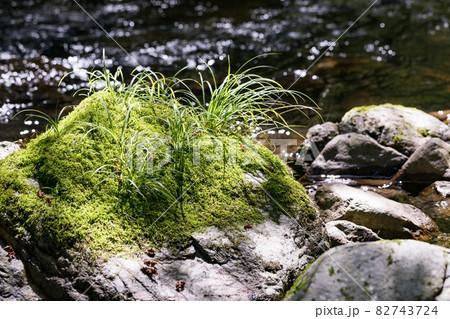 東京都あきる野市 養沢川のコケと植物 東京都あきる野市 養沢川のコケと植物 82743724