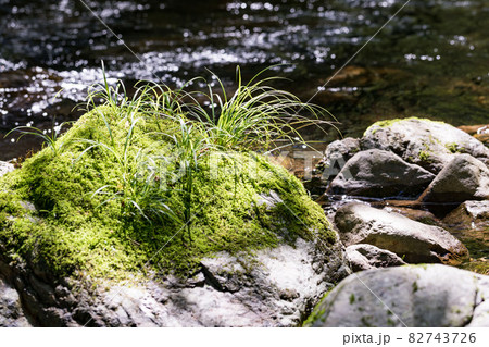 東京都あきる野市 養沢川のコケと植物 東京都あきる野市 養沢川のコケと植物 82743726