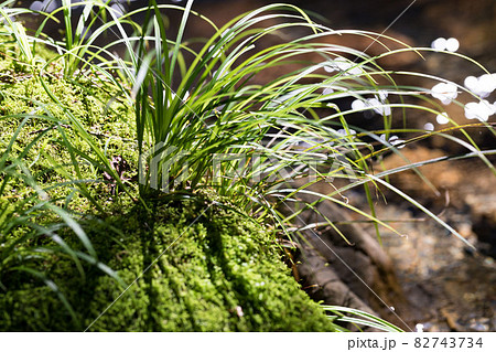 東京都あきる野市　養沢川のコケと植物 82743734