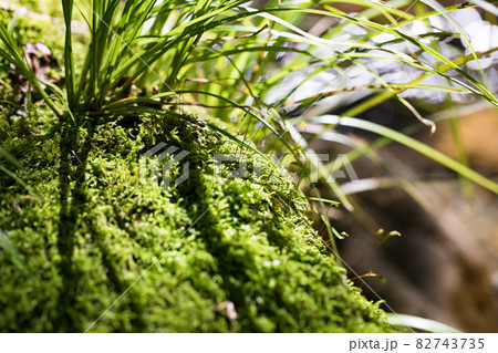 東京都あきる野市　養沢川のコケと植物 82743735