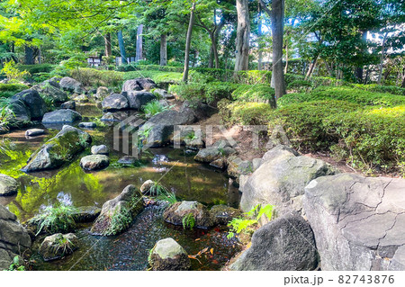 東京 夏の和田堀公園の池 東京 夏の和田堀公園の池 82743876