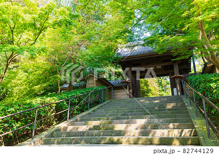 初秋の鎌倉　円覚寺　総門 82744129