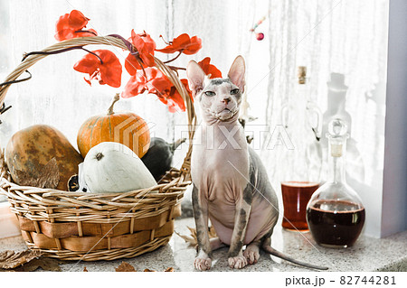 Scary young don sphinx cat sitting on a windowsill in front of basket with pumpkins as autumn and Halloween concept 82744281