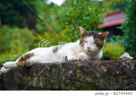 寝そべる三毛猫 寝そべる三毛猫 82744495