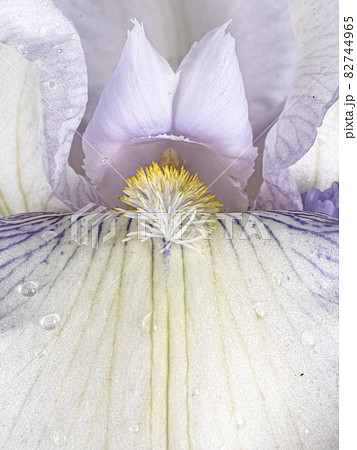 Macro shot of Iris flower Macro shot of Iris flower 82744965