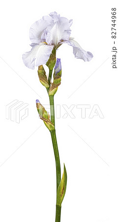 Iris flower on white background Iris flower on white background 82744968