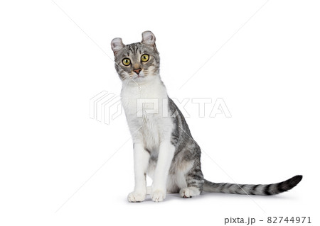 American Curl Shorthair cat on white American Curl Shorthair cat on white 82744971