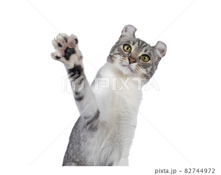 American Curl Shorthair cat on white American Curl Shorthair cat on white 82744972