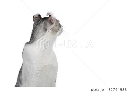 Shorthair American Curl cat on white Shorthair American Curl cat on white 82744988