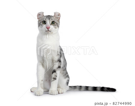 Shorthair American Curl cat on white 82744990